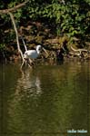 Aigrette garzette